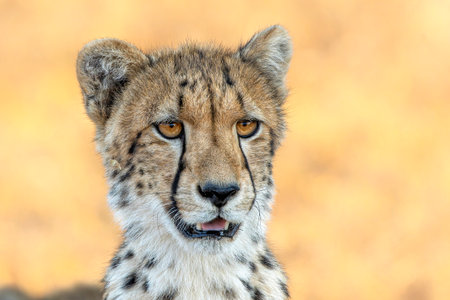 Cheetah (Acinonyx jubatus). A cheetah family of a mother with 5 sub adult cubs was hanging around in Mashatu Game Reserve in the Tuli Block in Botswanaの写真素材