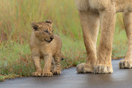 Lion cubs in the rain. these very young lion cubs are walking with mum in Kruger National Park in South Africaの写真素材