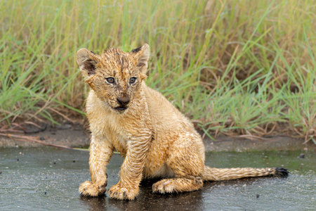 Lion cubs in the rain. these very young lion cubs are walking with mum in Kruger National Park in South Africaの写真素材