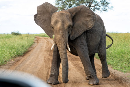 Elephant bull walking in the Kruger National Park in South Africa