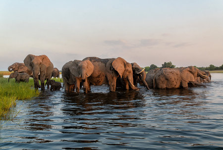 Close encounter with Elephants eating, drinking and crossing the Chobe river between Namibia and Botswana, seen from a boat.の写真素材
