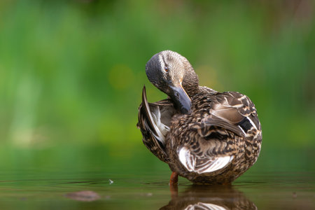 Mallard or wild duck (Anas platyrhynchos) female bathing and drinking in a pond in the Netherlandsの写真素材