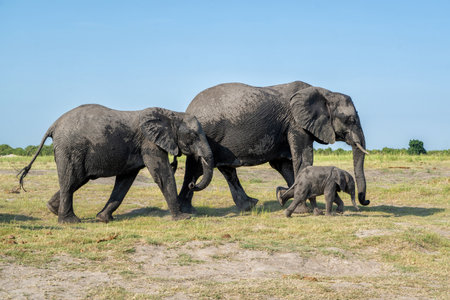 Close encounter with Elephants eating, drinking and crossing the Chobe river between Namibia and Botswana, seen from a boat.の写真素材