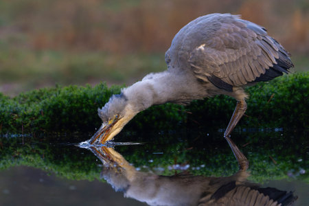 Gray heron (Ardea cinerea) fishing in a pond in the forest in the winter in the Netherlands.の写真素材