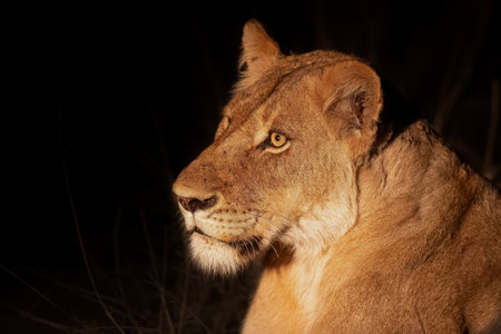Lioness resting in Sabi Sands Game Reserve in the Greater Kruger Region in South Africaの写真素材