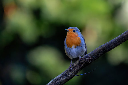 European Robin (Erithacus rubecula) searching for food in the forest of the Netherlands.