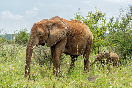 Elephant walking in Madikwe Game Reserve in the North Province of South Africaの写真素材
