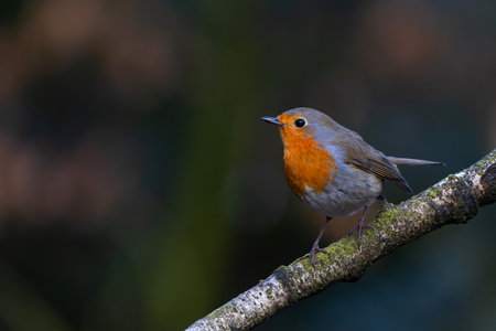 European Robin (Erithacus rubecula) searching for food in the forest of the Netherlands.