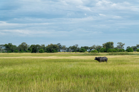 Buffalo (Syncerus caffer) hanging around in the green season in the Okavango Delta in Botswanaの写真素材