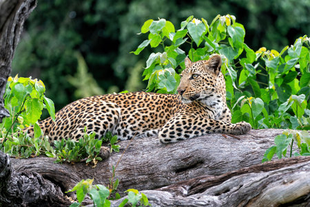 Leopard (Panthera pardus) hanging around and looking for prey in the Okavango Delta in Botswanaの写真素材