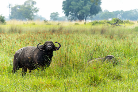 Buffalo (Syncerus caffer) hanging around in the green season in the Okavango Delta in Botswanaの写真素材