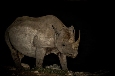 Black rhinoceros, black rhino or hook-lipped rhinoceros (Diceros bicornis) in the night. Black rhino visiting the Okaukuejo waterhole in the night in Etosha National Park in Namibiの写真素材