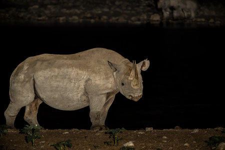 Black rhinoceros, black rhino or hook-lipped rhinoceros (Diceros bicornis) in the night. Black rhino visiting the Okaukuejo waterhole in the night in Etosha National Park in Namibiの写真素材