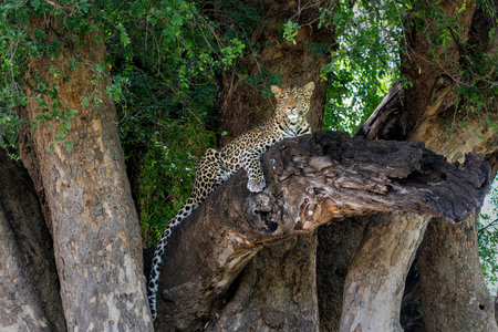 Leopard (Panthera Pardus) resting in a tree in Mashatu Game Reserve in the Tuli Block in Botswanaの写真素材