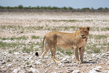 Lion (Panthera leo) searching for water and food in Etosha National Park in Namibiaの写真素材