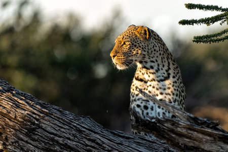 Leopard (Panthera Pardus) resting in a tree in Mashatu Game Reserve in the Tuli Block in Botswanaの写真素材