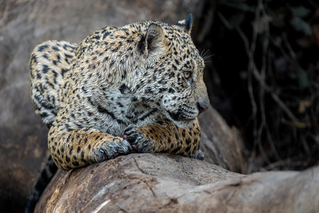 Jaguar (Panthera onca) looking for food in the wetlands of the Northern Pantanal in Mata Grosso in Brazilの写真素材