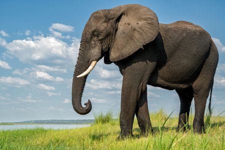 Close encounter with elephants from a boat. African elephants drinking, bathing and crossing at the Chobe River between Botswana and Namibia in the green season.