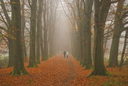two walkers in misty autumn avenue の写真素材