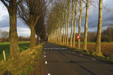 road with poplars in the eastern part of Hollandの写真素材