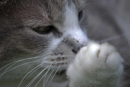 Tom Cat washing his legの写真素材