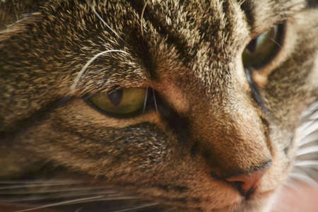 Lotje the cat is looking into the room