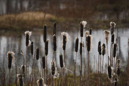 reed-mace in winterの写真素材