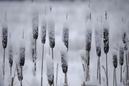 snow covered reed-mace の写真素材