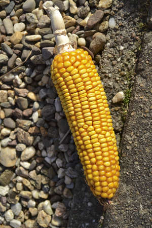 maize or corn
