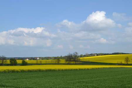 rapeseed fields in Eastern Germany