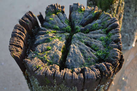 post of a breakwater on the Dutch coastの写真素材