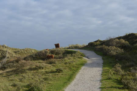 Shell Path through Dutch dunesの写真素材