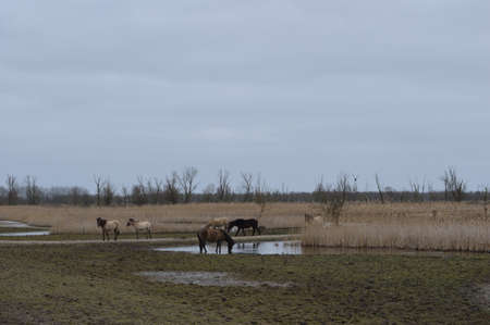 Konik horses in nature areaの写真素材