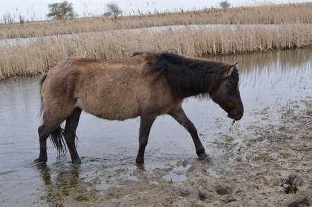Konik horse in nature areaの写真素材