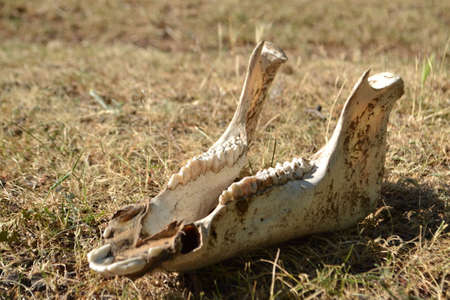 skull of a sheep in a pasture in the Verdon