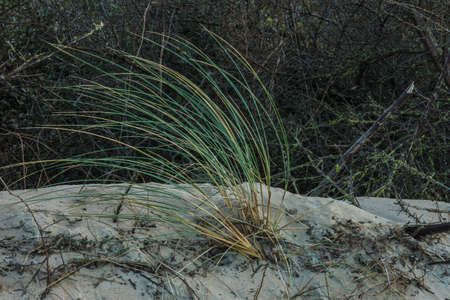 A closeup shot of a grass on a sand dune under the sunlight