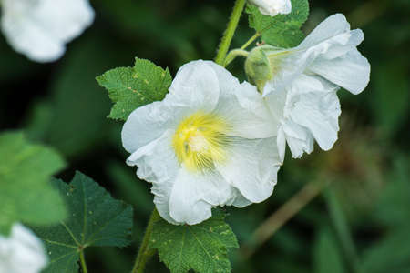 White mallow flowers close-up in the garden. High quality photo