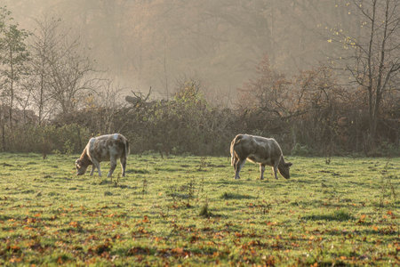 Cows grazing in a field on a misty winter morning.