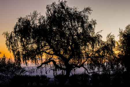 Silhouette of willow tree on sunset background. Toned.の写真素材