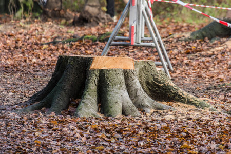 Wooden stump in the middle of the forest, surrounded by fallen leavesの写真素材
