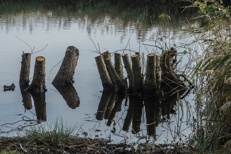 Wooden stumps on the shore of a lake with reflection in water