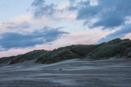 Dunes at the North Sea coast of Germany in the evening.の写真素材