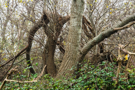 Abandoned trees in the forest in autumn, close-up