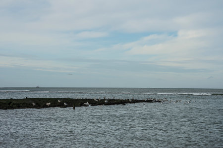 Seagulls on a rock in the middle of the sea