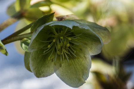 Green hellebore flower in springtime, macro shot.の写真素材
