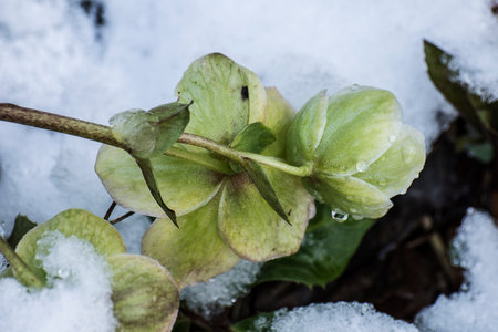 Green hellebore in the snow, close-up.の写真素材
