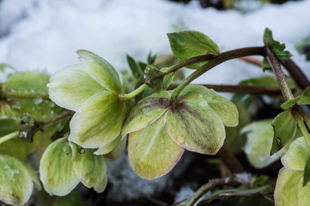Green hellebore in the snowの写真素材