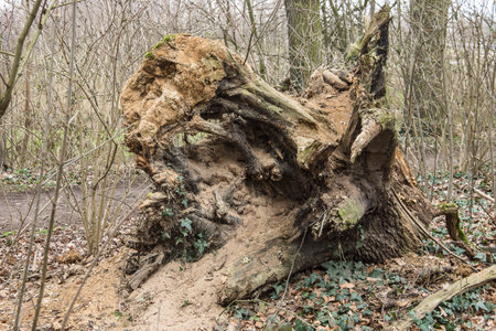 Fallen tree in the forest, close-up. Nature backgroundの写真素材