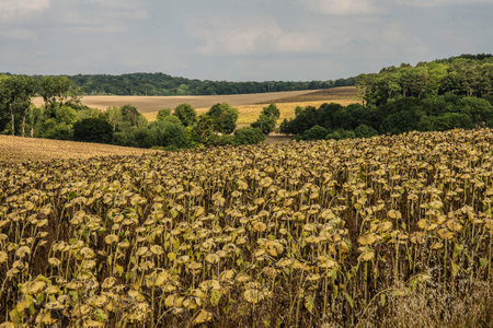 A field of sunflowers in the countryside in the summer.
