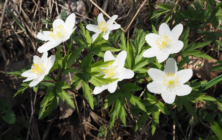 Anemone nemorosa, common names: wood anemone, windflower, European thimbleweed, smell foxの写真素材